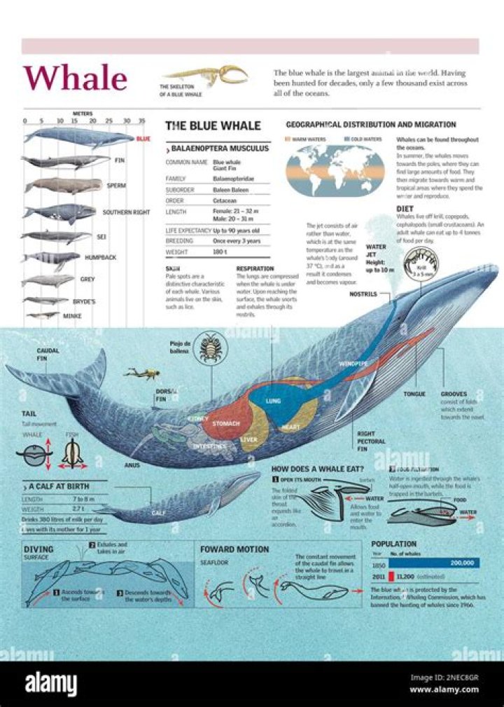 Are blue whales carnivorous