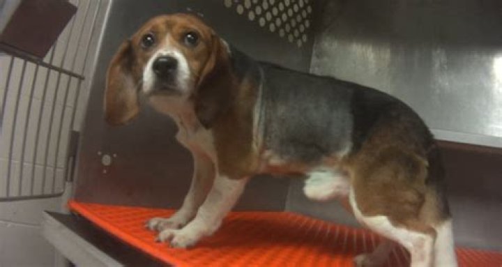 Undercover Investigation Exposes Cruel Animal Testing On 36 Beagles