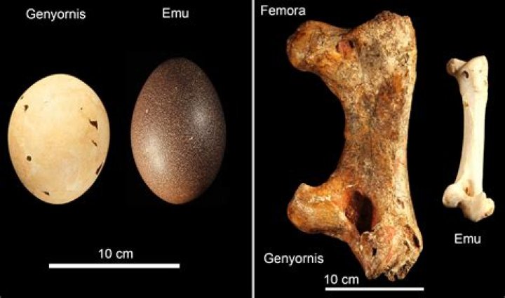 Egg-Eating Ancient Australians Helped Drive 'Thunder Birds' To Extinction