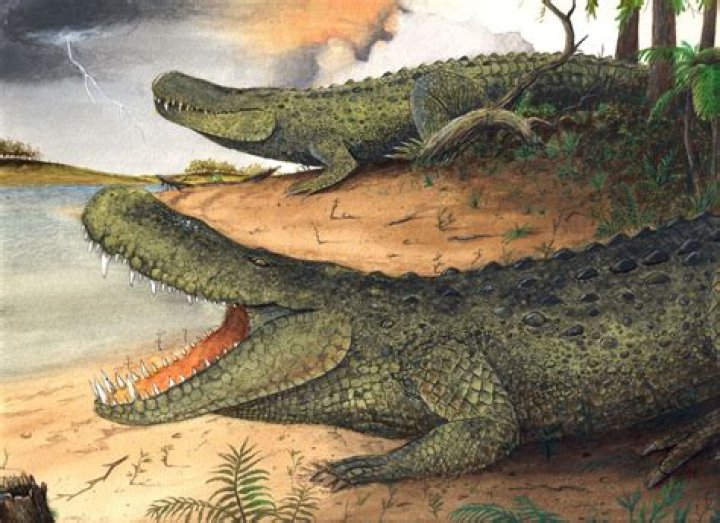 Purussaurus, The Prehistoric Predator More Powerful Than T.Rex