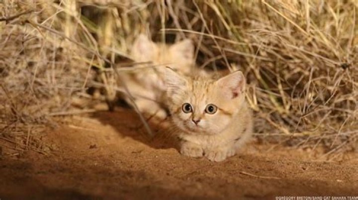 Sand Cat Kittens Filmed In The Wild For The First Time Ever [Video]