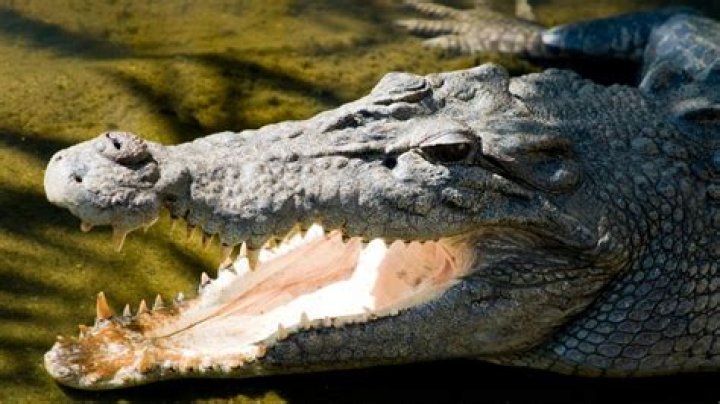 Man Looking For Dead Body In Croc-Infested Waters Gets Dragged Under By Crocodile