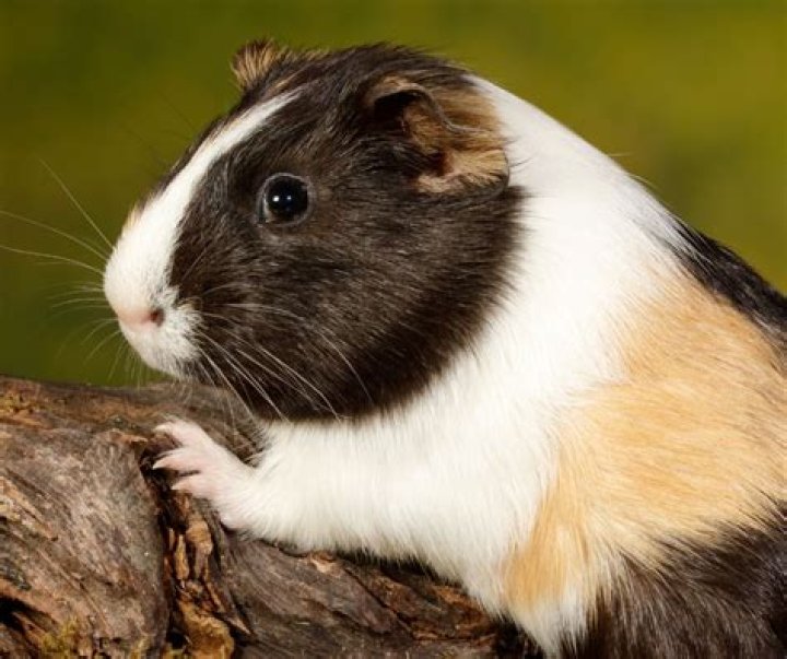 What does guinea pig hooting mean