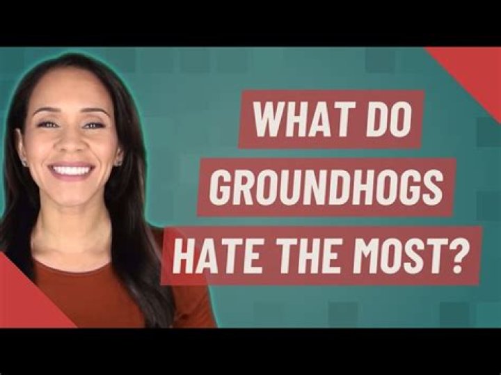 What smell do groundhogs hate? – Celebrity.fm – #1 Official Stars, Business & People Network, Wiki, Success story, Biography & Quotes